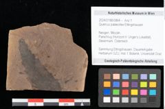 Foto (Objekt + Etikett) von Quercus palaeoilex Ettingshausen (NHMW-GEO-2024-0188-0864)
